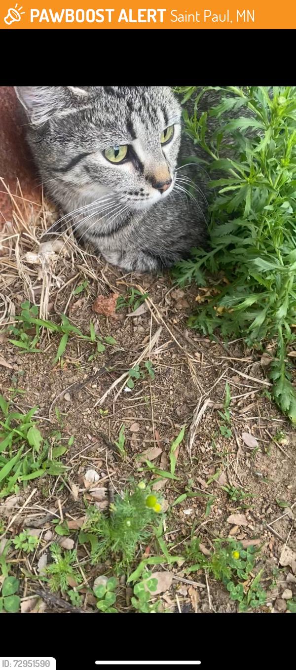 Found/Stray Unknown Cat last seen Edmund and syndicate , Saint Paul, MN 55104