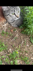 Found/Stray Unknown Cat last seen Edmund and syndicate , Saint Paul, MN 55104