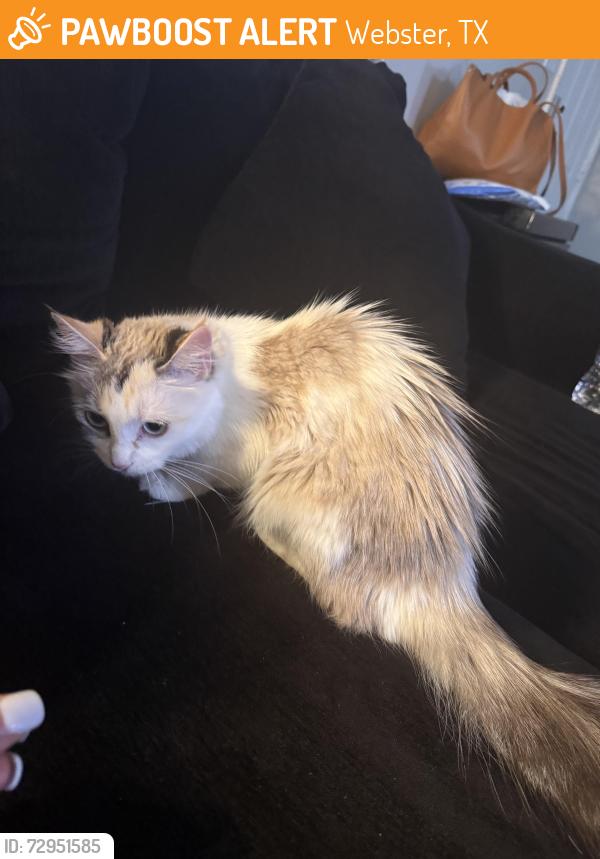 Found/Stray Female Cat last seen McWhirter Elementary, Webster, TX 77598