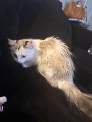 Found/Stray Female Cat last seen McWhirter Elementary, Webster, TX 77598