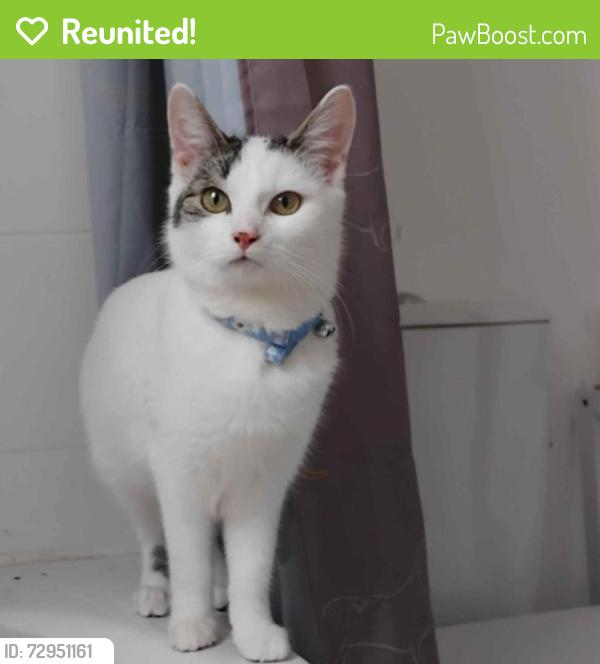 Reunited Female Cat last seen Sheil Road, Fairfield, England L7 0HT