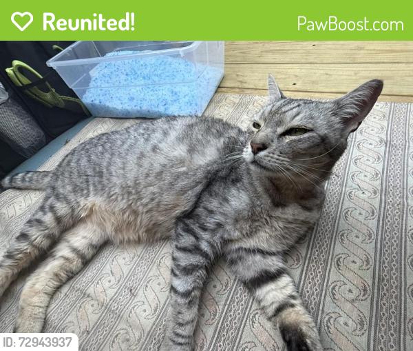 Reunited Unknown Cat last seen Corner of Rainbow Court and Park heights , Owings Mills, MD 21117