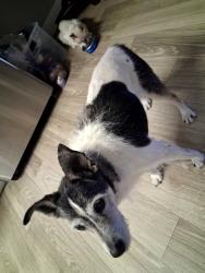 Reunited Male Dog last seen Southbound on jones boulevard and washington west, Las Vegas Valley, NV 89118
