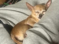 Reunited Male Dog last seen Near S. 1850 E., Salt Lake City, UT 84106
