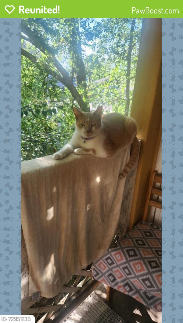 Reunited Male Cat last seen las campanas, San Antonio, TX 78233