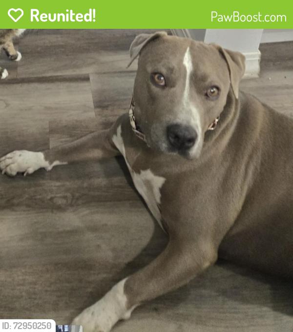 Reunited Female Dog last seen 59th Ave and Northern, Glendale, AZ 85302
