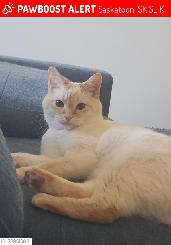 Lost Male Cat last seen junor ave and 33rd, Saskatoon, SK S7L 6K4