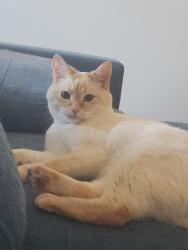 Lost Male Cat last seen junor ave and 33rd, Saskatoon, SK S7L 6K4