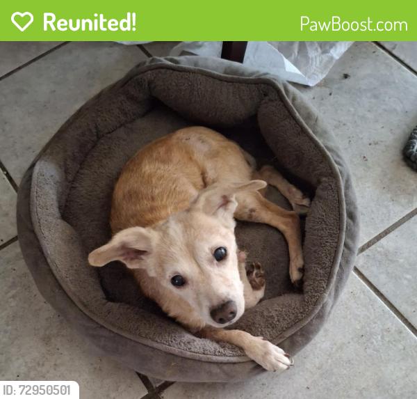 Reunited Female Dog last seen Bellchase and Chapel Ridge Ln. , Spring, TX 77373