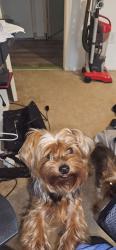 Reunited Female Dog last seen Pace drive , Palm Bay, FL 32905