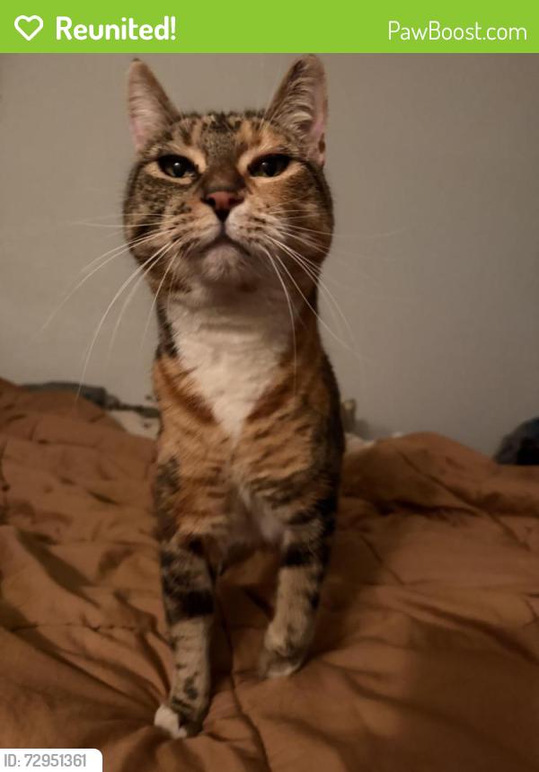 Reunited Female Cat last seen N 90th Pl and N 90th St, Scottsdale, AZ 85260