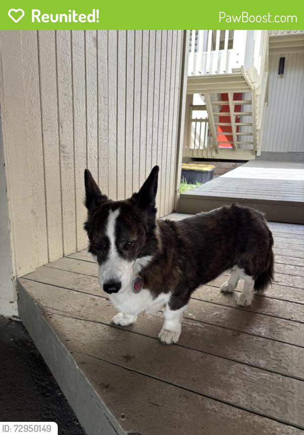 Reunited Male Dog last seen Northern Lights, Anchorage, AK 99517