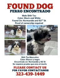 Reunited Male Dog last seen Near Normandie Ave, Los Angeles, CA 90044, USA, Los Angeles, CA 90044