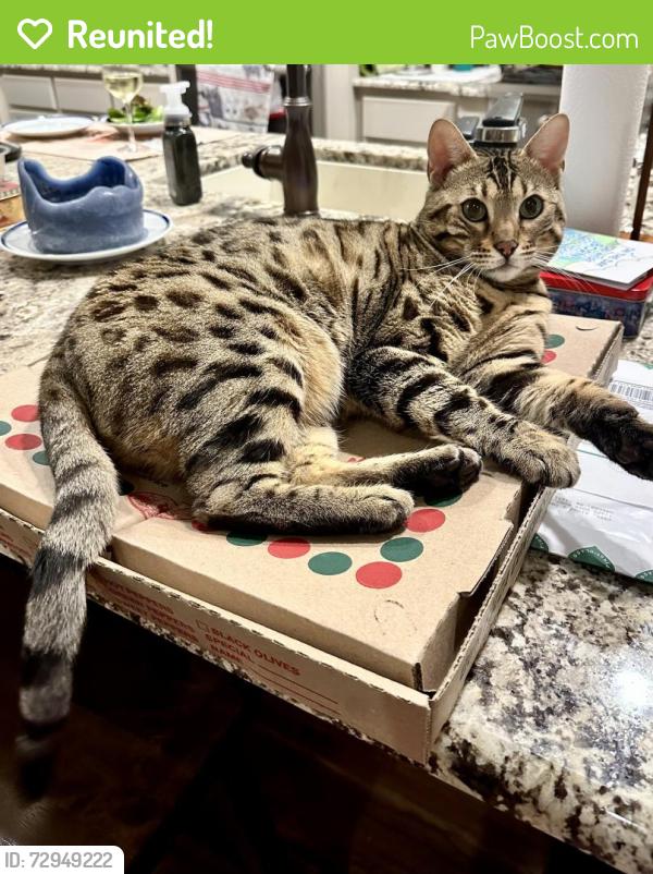 Reunited Female Cat last seen Windhaven & Parkwood, Plano, TX 75024
