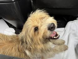 Found/Stray Male Dog last seen At Tom Slick Park, San Antonio, TX 78227