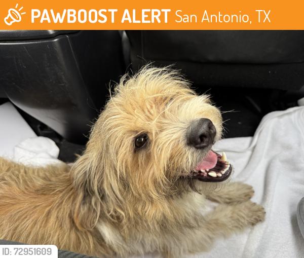 Found/Stray Male Dog last seen At Tom Slick Park, San Antonio, TX 78227