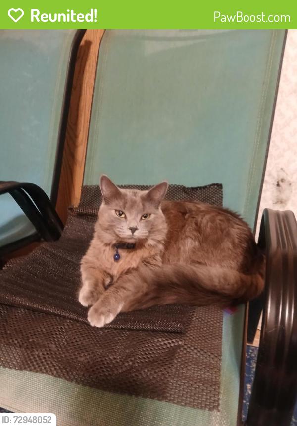 Reunited Male Cat last seen McKnight $ South, North Saint Paul, MN 55109