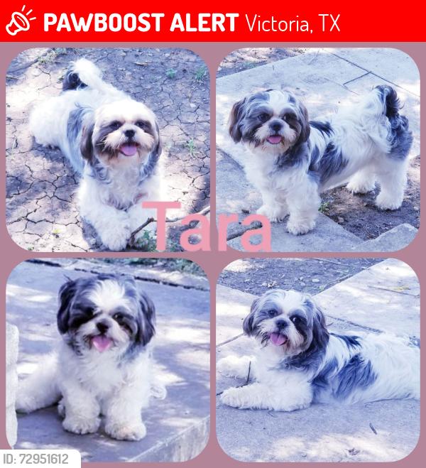 Lost Female Dog last seen Near Alvin street, Victoria, TX 77901