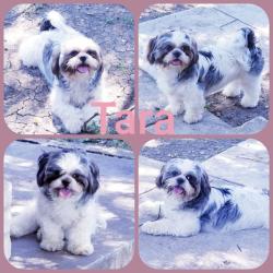 Lost Female Dog last seen Near Alvin street, Victoria, TX 77901