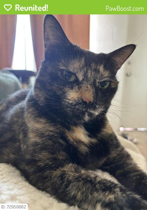 Reunited Female Cat last seen S Beretania , Honolulu, HI 96826