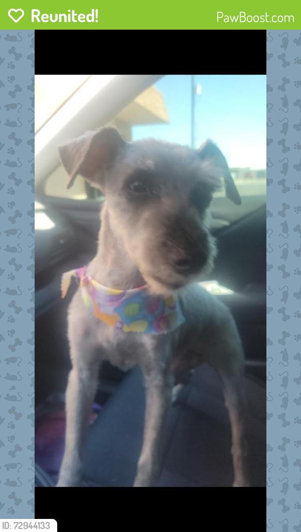 Reunited Female Dog last seen Ballard and Cambridge , Goodyear, AZ 85395