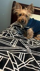 Reunited Male Dog last seen Near Rolling Timbers St Magnolia Tx 77355, Magnolia, TX 77355