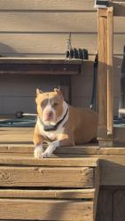 Reunited Female Dog last seen Glenwick dr , Tarrant County, TX 76114