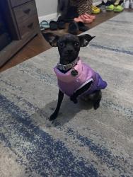 Reunited Female Dog last seen Between Oakland Elementary and Jefferson High. , Lafayette, IN 47905