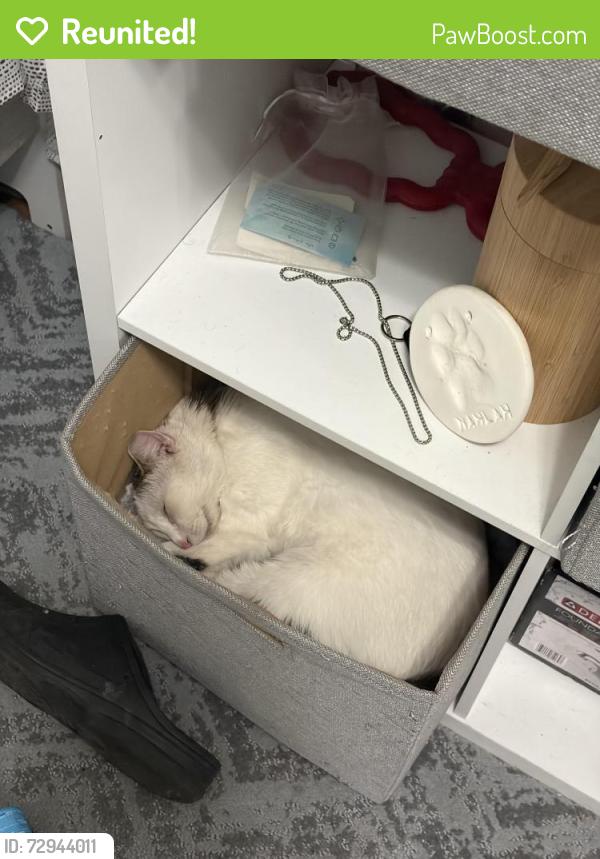 Reunited Female Cat last seen Kostner and thomas, Chicago, IL 60651