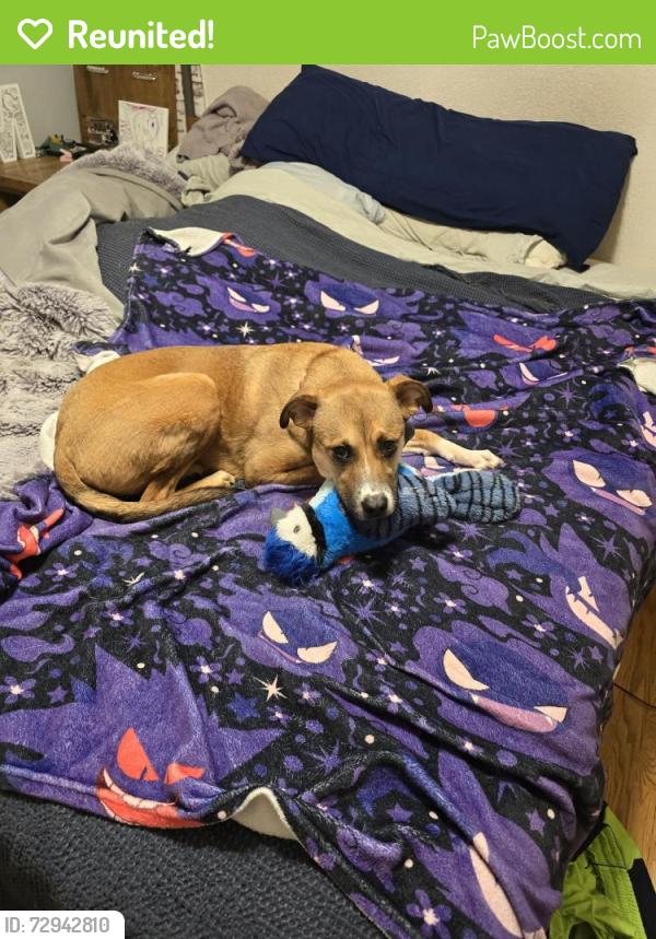 Reunited Female Dog last seen Pinterest ln, and Hampshire ct, Webster Groves, MO 63119