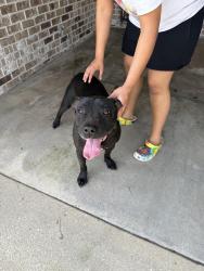 Found/Stray Male Dog last seen Near and Red Barn Rd, Baldwin County, AL 36532