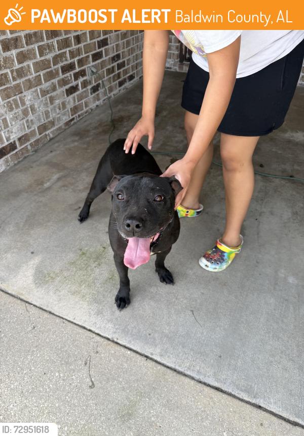Found/Stray Male Dog last seen Near and Red Barn Rd, Baldwin County, AL 36532