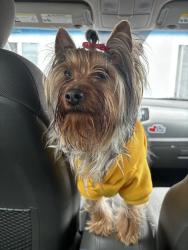Reunited Male Dog last seen Side Park Parking, Oakland, CA 94605
