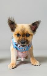 Lost Male Dog last seen LeJune rd,  Douglas rd,  kumquat Ave,  Loquat Ave, Miami, FL 33133
