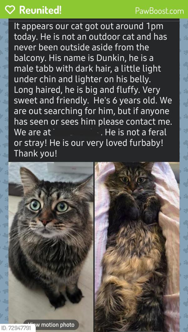 Reunited Male Cat last seen Carolina Beach Road, Inlet Acres, McQuillin, Lehigh, Wilmington, NC 28412
