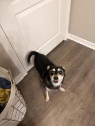Reunited Male Dog last seen Ohio and Campbell near Campbell green park, Plano, TX 75093