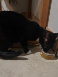 Reunited Female Cat last seen Wilcox Ave, Bell Gardens, CA 90201