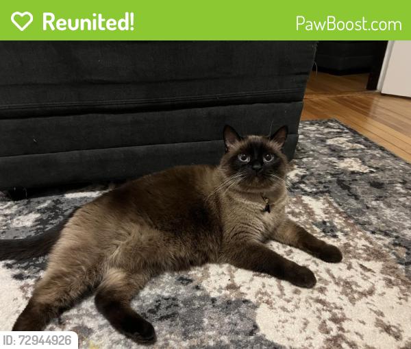 Reunited Female Cat last seen Fenway & Headwater Parkway, Forest Lake, MN 55025