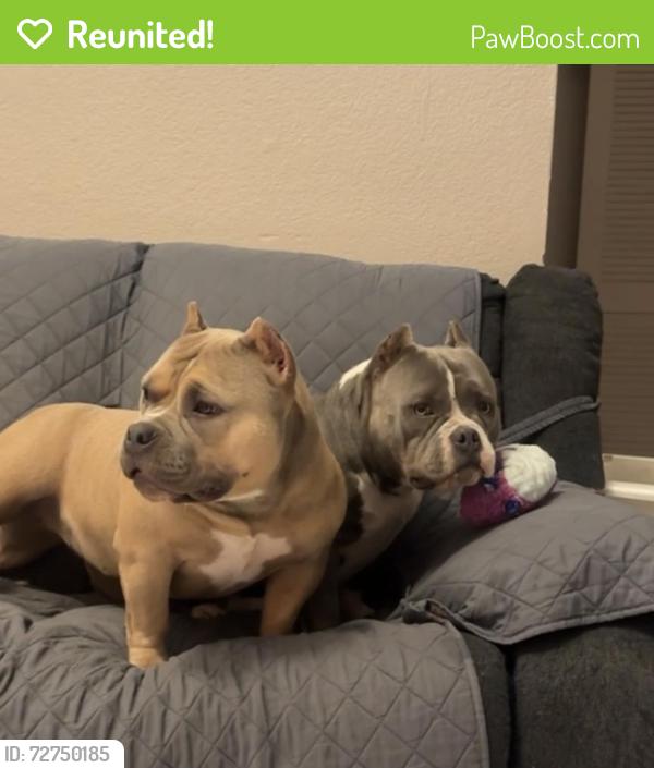 Reunited Female Dog last seen Ave I 23rd east , Lancaster, CA 93535