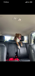 Found/Stray Male Dog last seen Ferguson , Miami, FL 33185