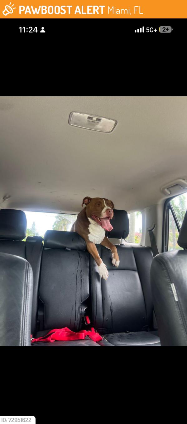Found/Stray Male Dog last seen Ferguson , Miami, FL 33185