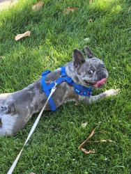 Reunited Female Dog last seen Camcho & Largo Dr, San Jose, CA 95132