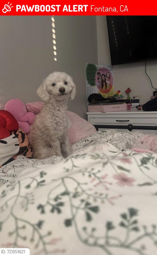 Lost Male Dog last seen Near elwood ave, Fontana, CA 92336