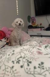 Lost Male Dog last seen Near elwood ave, Fontana, CA 92336