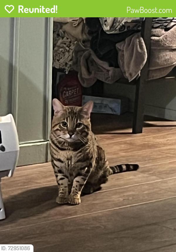 Reunited Male Cat last seen E Bayshore Road & Douglas Ct, Redwood City, CA 94063