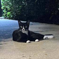 Found/Stray Unknown Cat last seen The village at terra bella, Land O' Lakes, FL 34639