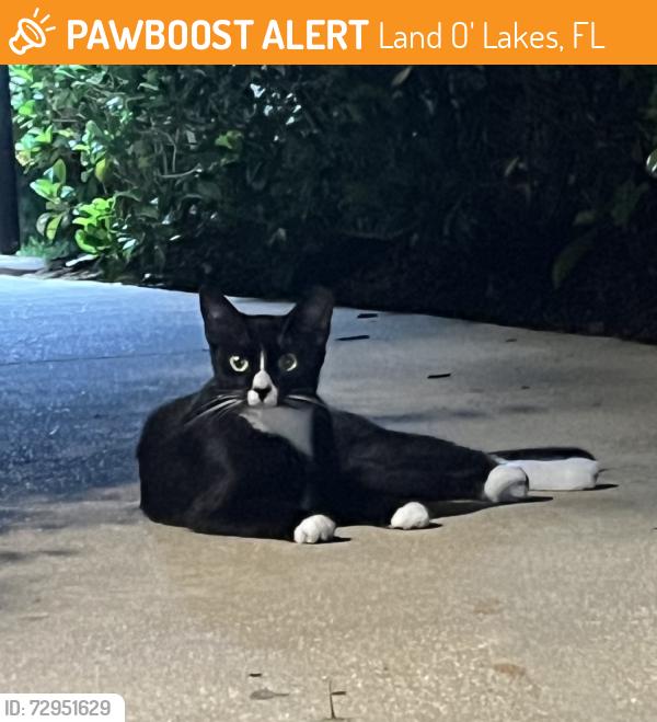 Found/Stray Unknown Cat last seen The village at terra bella, Land O' Lakes, FL 34639
