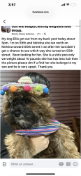 Lost Female Dog last seen Ran north to 55th street past Kennedy highschool , Chicago, IL 60638