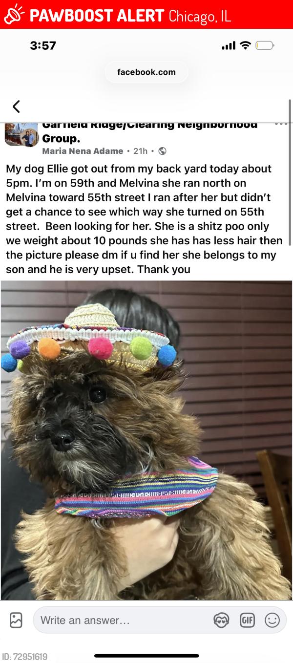 Lost Female Dog last seen Ran north to 55th street past Kennedy highschool , Chicago, IL 60638