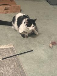 Reunited Male Cat last seen Highland Ave/ Baldwin , Sierra Madre, CA 91024